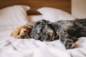 Small dog breeds may be tiny in size, but they possess personalities that are larger than life, making them adorable and captivating companions.