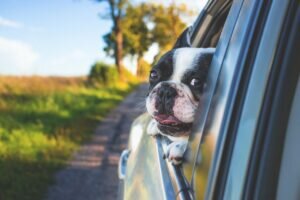 The best dog breeds for families are those with friendly and patient temperaments, such as Labrador Retrievers, Golden Retrievers, and Cavalier King Charles Spaniels, who are known for their affectionate nature and adaptability to family life.