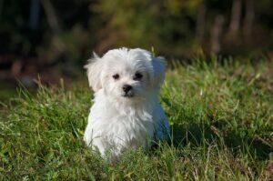 The top 10 dog breeds encompass a diverse range of characteristics, from the intelligent and versatile Poodles to the friendly and loyal Labrador Retrievers.
