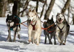 The world of sled dog breeds encompasses a diverse range of canines, from unexpected breeds like Dachshunds to iconic ones like Siberian Huskies