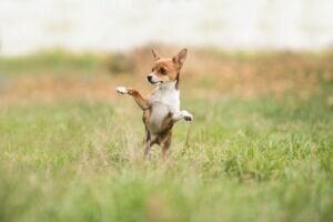 Toy dog breeds are adorable, compact companions that fit well into various lifestyles, from busy urban dwellers to seniors looking for a loving companion.