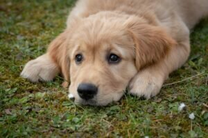 Golden Retrievers and German Shepherds are often regarded as two of the most loyal dog breeds, known for their unwavering devotion, trustworthiness, and eagerness to please their owners.